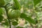 Ancient variety of tomatoes in a green house