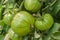 Ancient variety of tomatoes in a green house