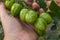 Ancient variety of tomatoes in hand