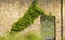 Ancient wall covered with clambering plant and garden gates