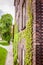 Ancient wall covered with ivy