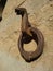 Ancient wall ring for horse reins