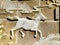 Ancient war horse stone caving