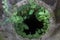 Ancient well overgrown with fern