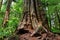 Ancient western red cedar at Avatar Grove, Port Renfrew, Vancouver Island, BC Canada.