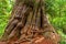 Ancient Western Red Cedar Tree, Canada