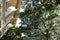 Ancient white Buddhism palace in Thailand and rain trees