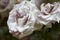 Ancient white roses macro in the garden