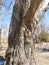 Ancient Willow tree on Otisco Lake shore in Fingerlakes