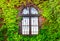 An ancient window with a lattice, an old building overgrown with growths, green walls, ivy ordinary. beautiful background of livin