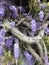 Ancient wisteria plant