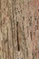 Ancient Wood Pillar Texture