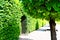 Ancient wooden grate gate in green trees hedge around.