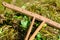 An ancient wooden rake lying on hay