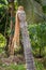 Ancient wooden statue in jungle. Old religious totem. Shaman column in temple, Asia. Traditional shaman symbol.