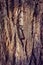 Ancient wrought iron key on tree bark.