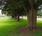 Ancient Yew trees at Hampton Court