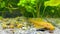 Ancistrus, Aquarium fish swim in the aquarium.