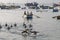 ancon, peru: pelicans picking up left over fish