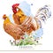 Ancona Chicken breed. Poultry farming. domestic farm birdFriesian