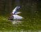 A Ancona duck drying its feathers