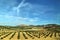 Andalucia Olive fields