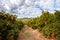 Andalusia mandarin plantation fruit orchards in southern spain