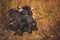 Andalusian Black cattle sitting and resting on a brown grassy meadow