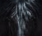 Andalusian black horse with long mane. Portrait close up.