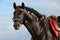 Andalusian black horse portrait against blue sky