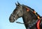 Andalusian black horse portrait against blue sky