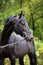 Andalusian black saddle horse portrait against green foliage trees