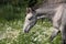 Andalusian gray young horse portrait in summer