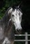 Andalusian grey horse in summer ranch