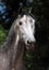 Andalusian grey horse in summer ranch