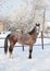 Andalusian grey horse in winter ranch