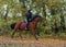 Andalusian horse into forest ranch in autumn evening