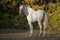 Andalusian horse into forest ranch in autumn evening