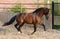 Andalusian horse gallops in paddock