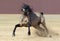 Andalusian horse playing on sand.