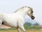 Andalusian horse - the purest line of pura raza espanola