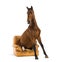Andalusian horse sitting on an armchair