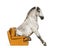 Andalusian horse sitting on an armchair