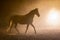 Andalusian horse in smokey setting