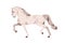 Andalusian horse trotting. Equine animal of Spanish breed. Stallion profile in action, movement, gait, side view