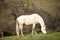 Andalusian horse waiting outside portrait