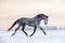 Andalusian horse in winter