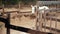 Andalusian horses and black Hanoverian horse slowly walking in a horse walker.