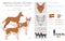 Andalusian hound clipart. Different poses, coat colors set