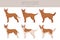 Andalusian hound clipart. Different poses, coat colors set